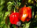 Piments-01.jpg