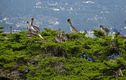 Point_Lobos-0096.jpg