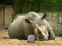 Rhinoceros-03.jpg