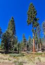 Sequoia-0027.jpg
