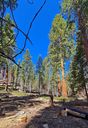 Sequoia-0031.jpg