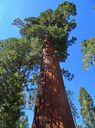 Sequoia-0039.jpg