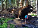 Sequoia-0050.jpg