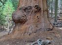 Sequoia-0073.jpg