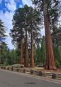 Sequoia-0097.jpg