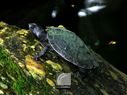 Tortue-02.jpg