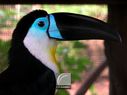 Toucan-102.jpg